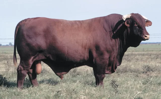 Santa Gertrudis