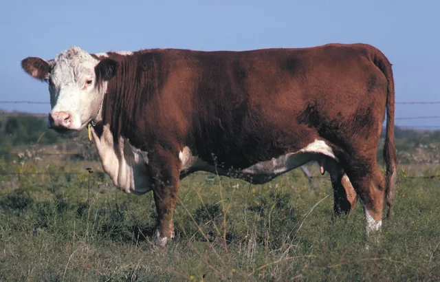 Polled Hereford