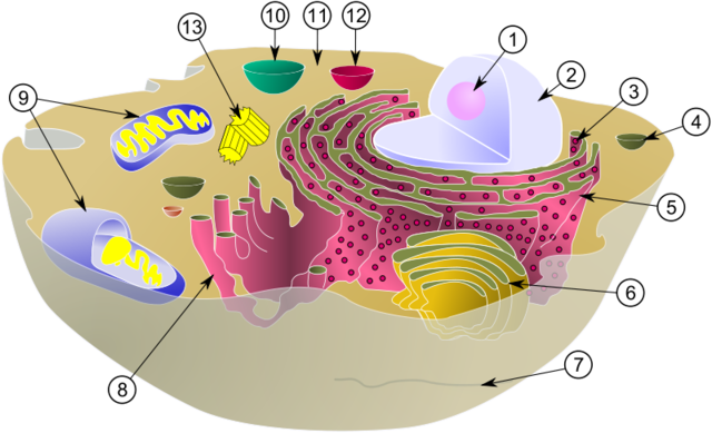 Discovery of Organelles