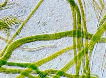 Cyanobacteria
