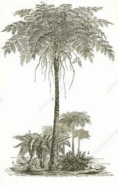 Tree fern