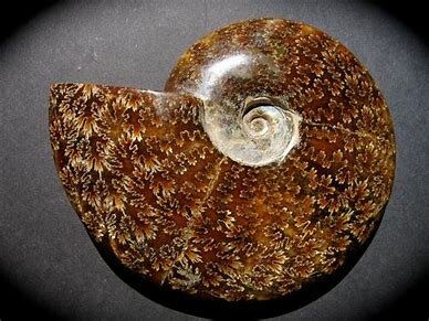 Ammonite