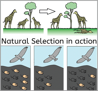 The Idea Of Natural Selection