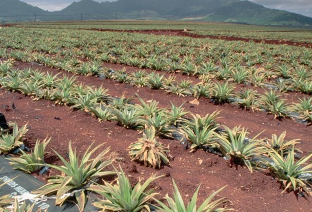 Hawaii belongs to the U.S.