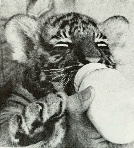 Expansion of the Animal Welfare Act