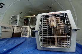 Protection for Animals in Transit