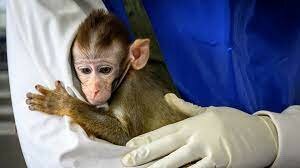 More Protection for Laboratory Animals