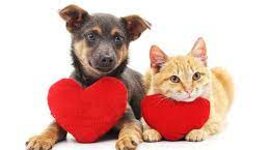 Timeline: History of Animal Rights