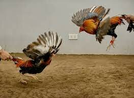 Animal Fighting Prohibition Enforcement Act