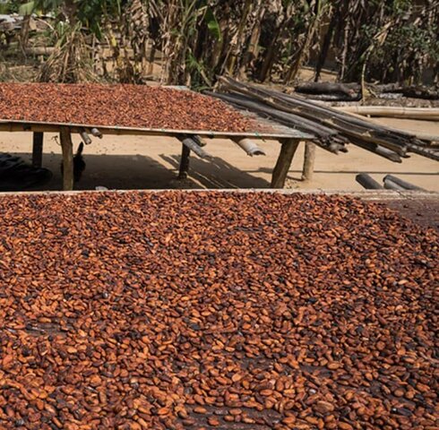 World Cocoa Foundation