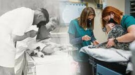 Timeline: History of Veterinary Medicine