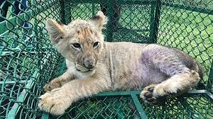 Wild Animals in Captivity