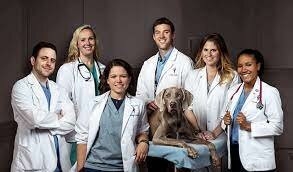 Veterinarians are equal