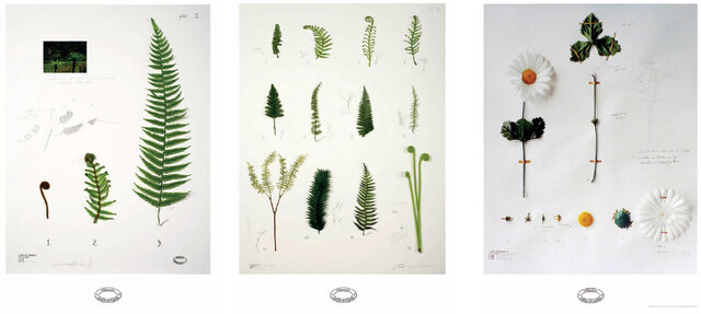 Expedicion botanica actualizada