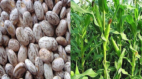 Sistema Alimentario Mexicano (SAM)