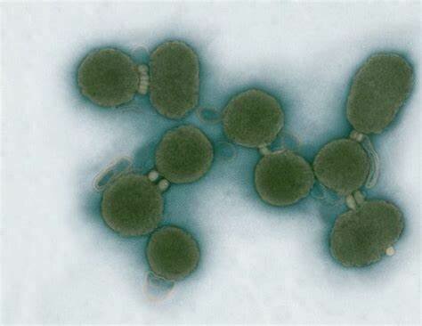 FIRST SYNTHETIC ORGANISM