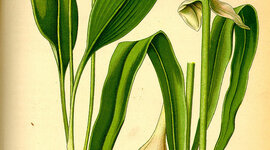 Timeline: Rinascimento a Ferrara 2