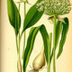 800px illustration allium ursinum0 (1)