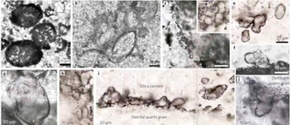 Descubrimiento de fósiles