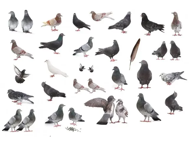 Pigeon Breeding