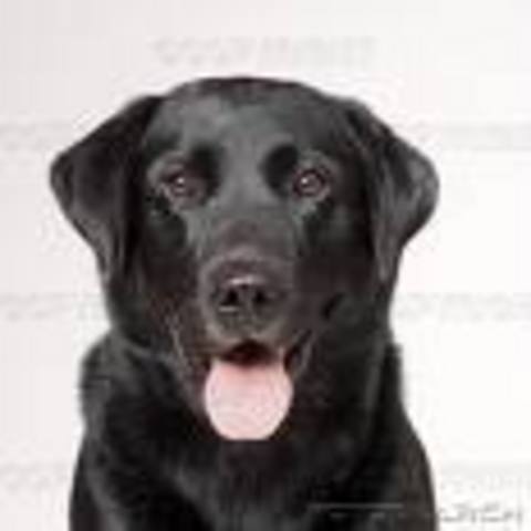 When i got my first dog