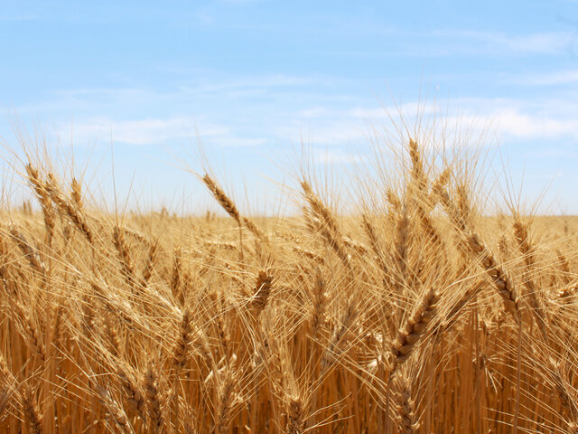 Tambov Rebellion begins