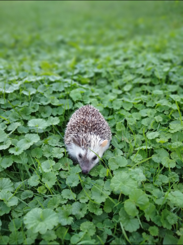 Hannah Joins the Family