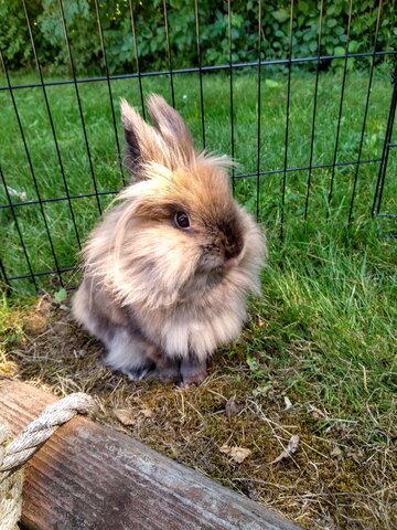 Rosie Joins the Family