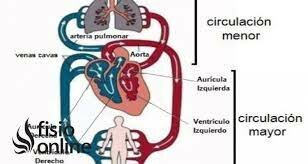 Circulación de la sangre