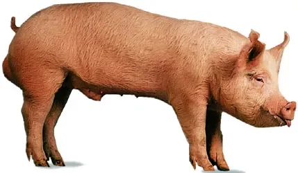 yorkshire swine