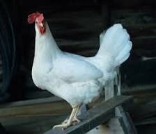 Chicken-Leghorn