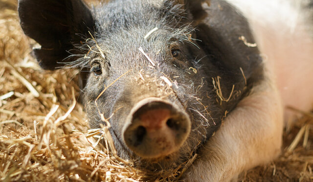 Swine-Hampshire (Oreo Pig)