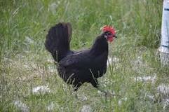 Chicken-Minorca