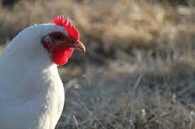 Chicken-White Plymouth Rock