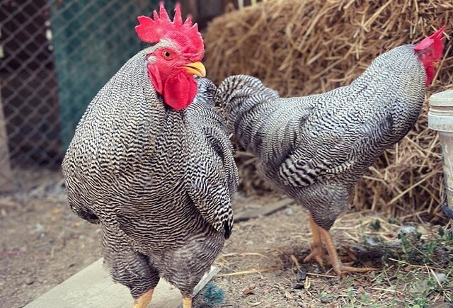 Barred Plymouth Rock