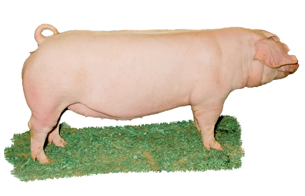 landrace swine