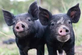 Swine-Berkshire