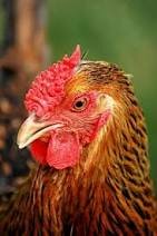 Chicken-Wyandotte