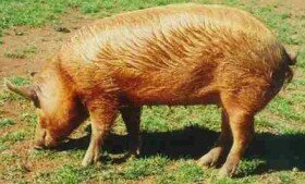 tamworth swine