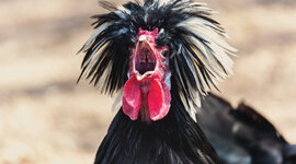 Timeline: chickens
