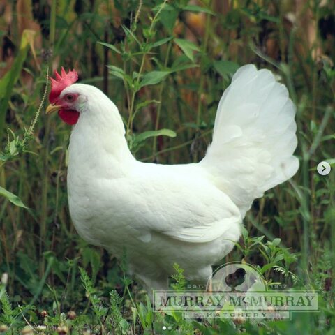 leghorn chicken