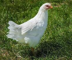 white plymouth rock chicken
