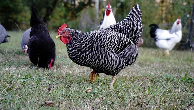 barred plymouth rock chicken