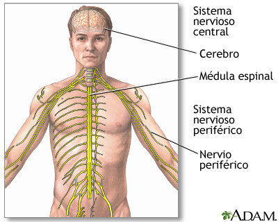 Sistema nervioso central (SNC)