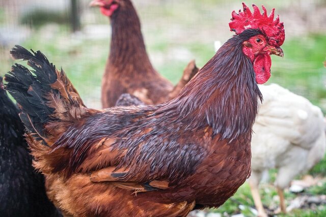 Rhode Island Red
