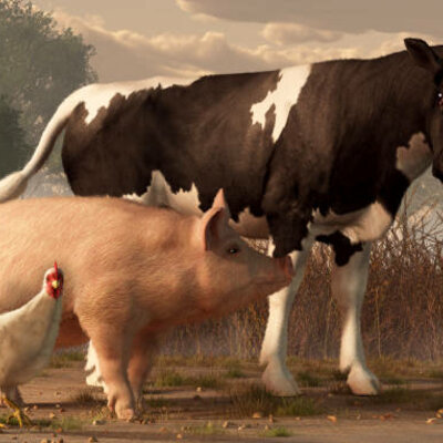 Timeline: Cattle/Swine/Chickens Timeline