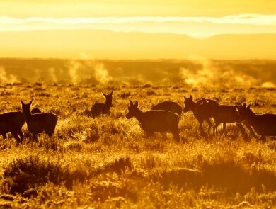 Pelican Island Florida