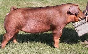 Duroc