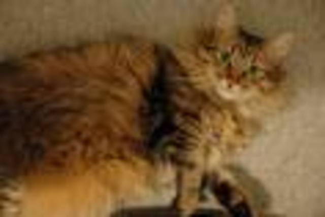 When i got my first cat