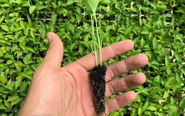 Subsidio a la producción